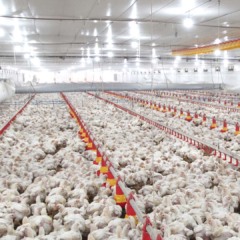 Seara lança projeto para expandir produção de frango no Paraná
