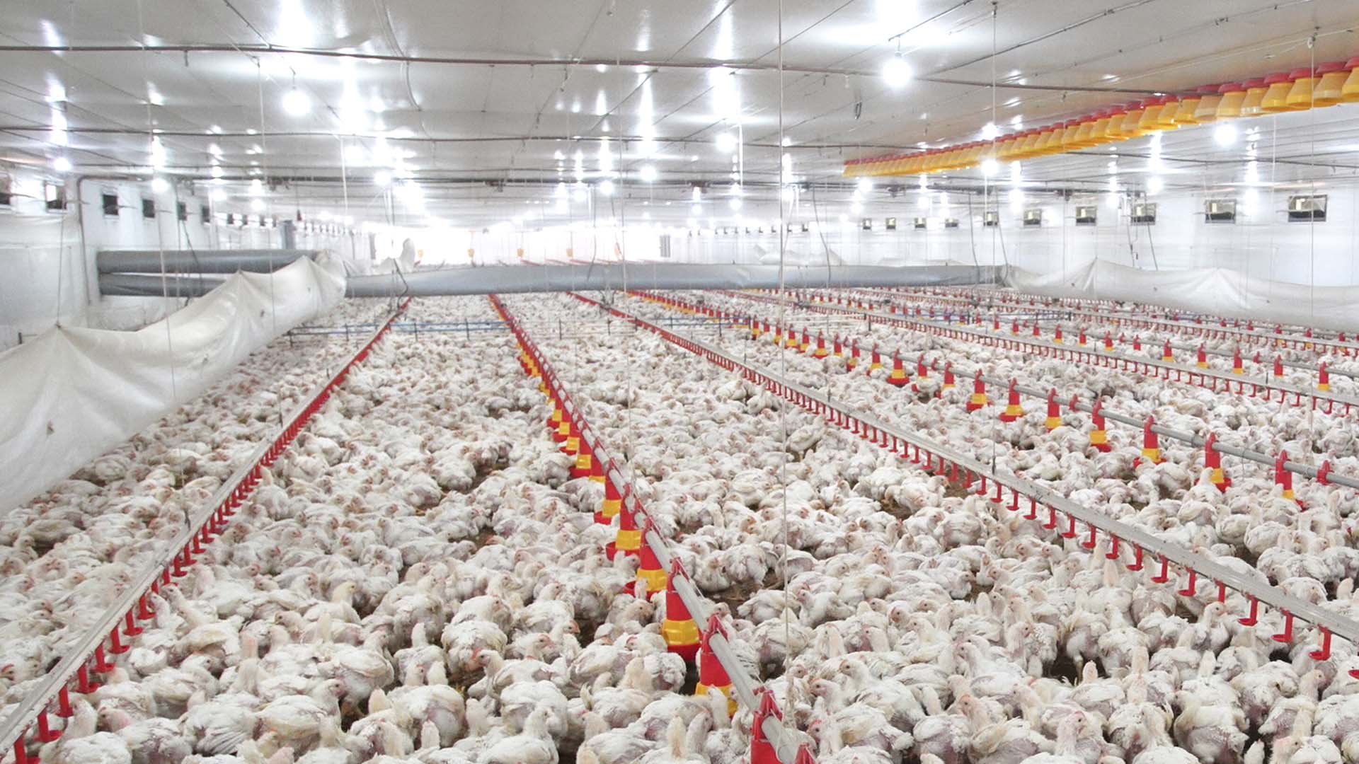 Seara lança projeto para expandir produção de frango no Paraná