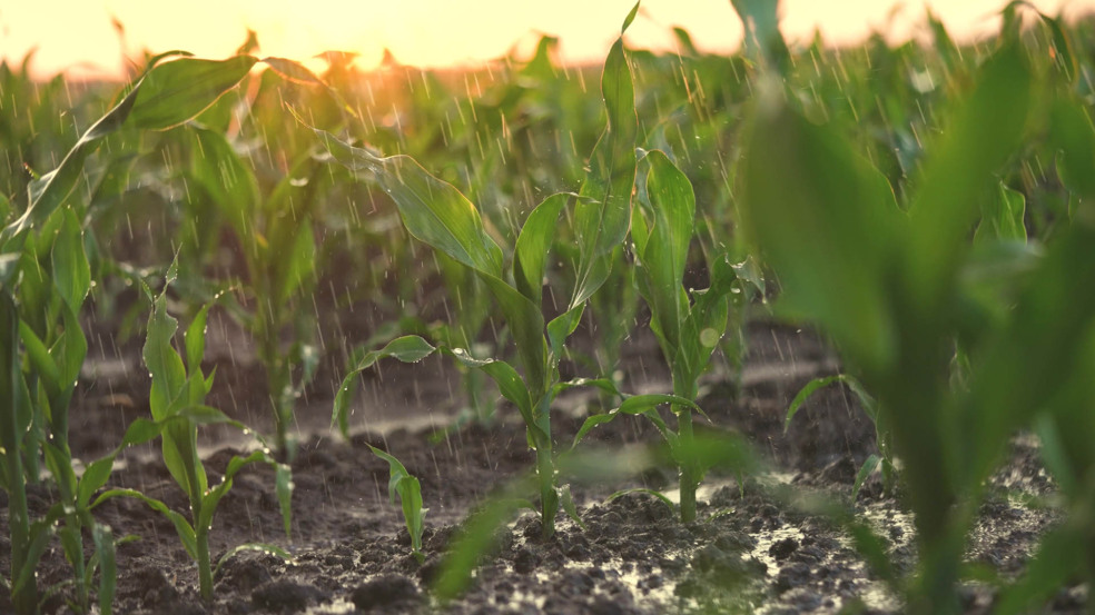 Chuva na soja Chuva na soja