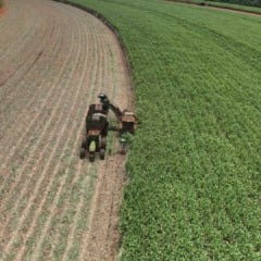 Santa Terezinha canavial