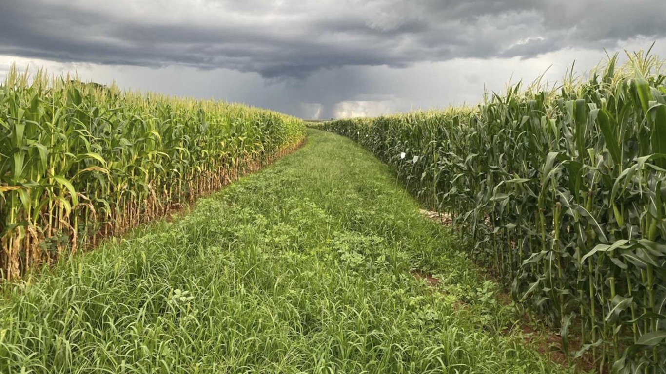 Experimento com lodo de esgoto em plantação de milho (à direito, plantação mais verde) ao lado de plantação com fertilizantes tradicionais