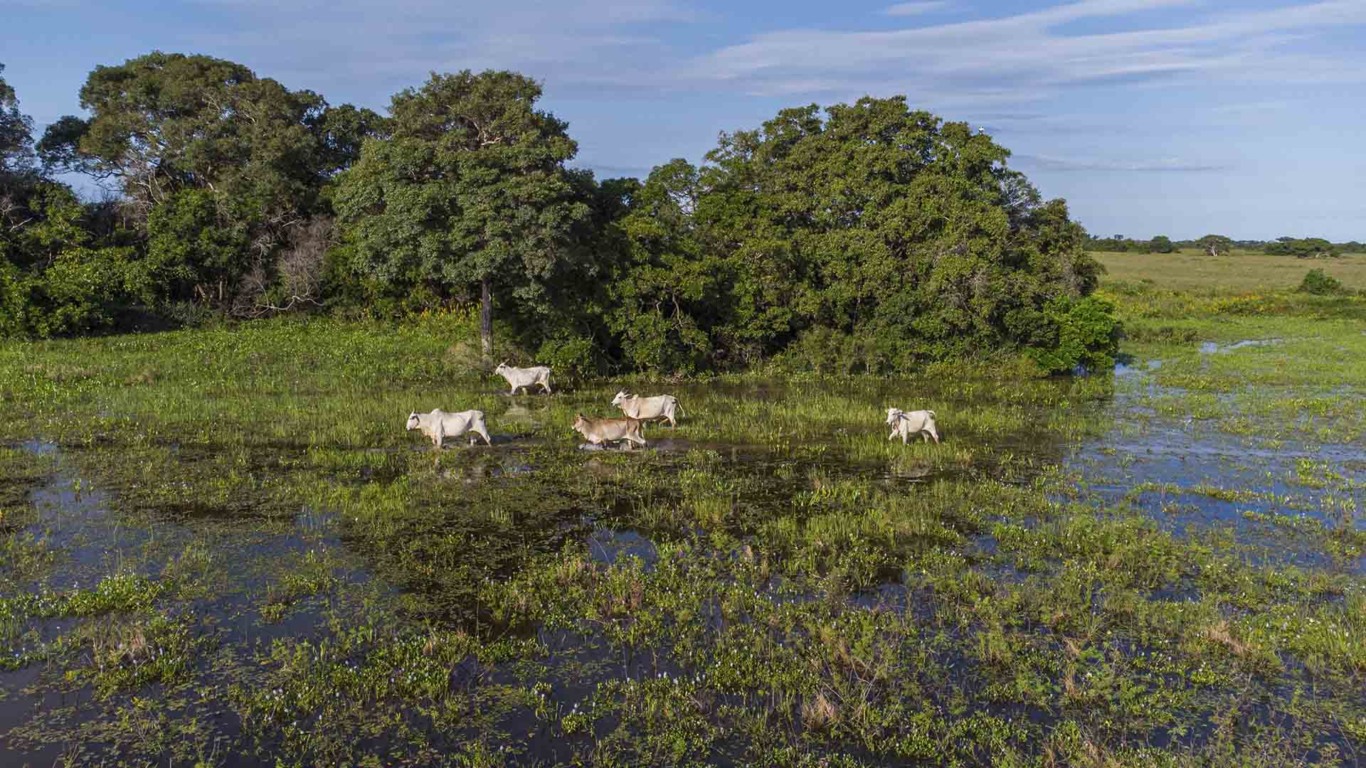 Fazenda Pantaneira Sustentável dissemina protocolo de boas práticas para pecuária no Pantanal