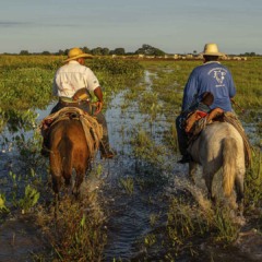 Fazenda Pantaneira Sustent&aacute;vel dissemina protocolo de boas pr&aacute;ticas para pecu&aacute;ria no Pantanal