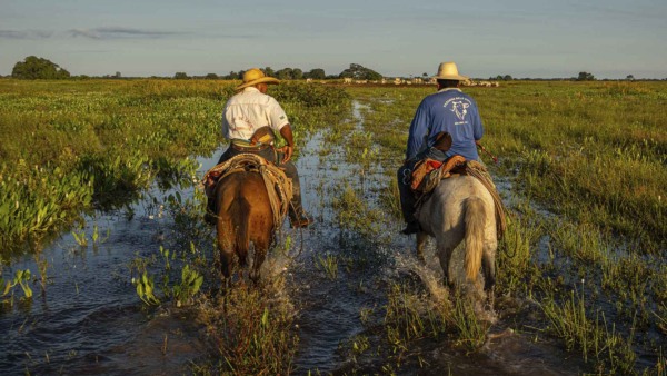 Fazenda Pantaneira Sustentável dissemina protocolo de boas práticas para pecuária no Pantanal