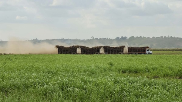 Colheita de cana | Schutterstock