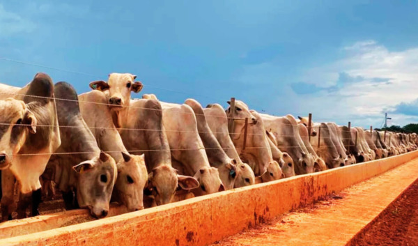 dsm-firmenich vende negócio de nutrição e saúde animal