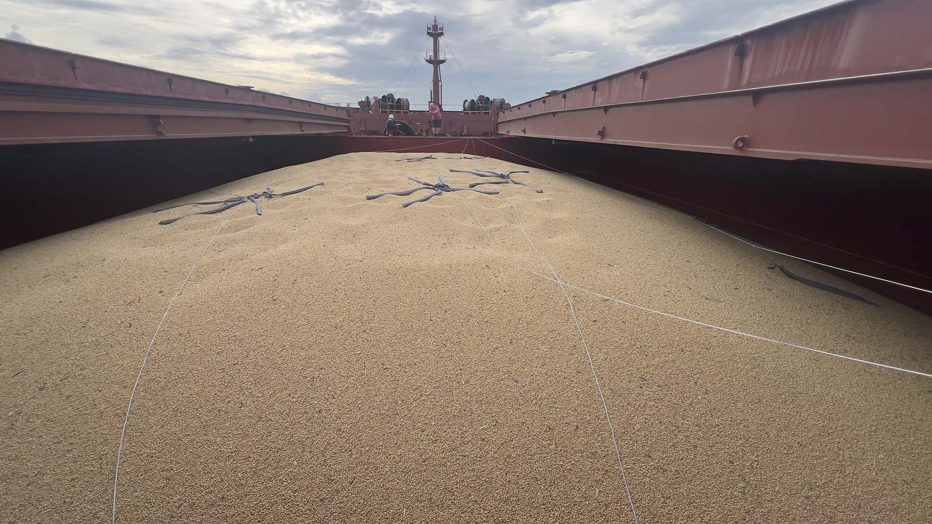 Tradings paralisam compras de soja com tolerância zero da China