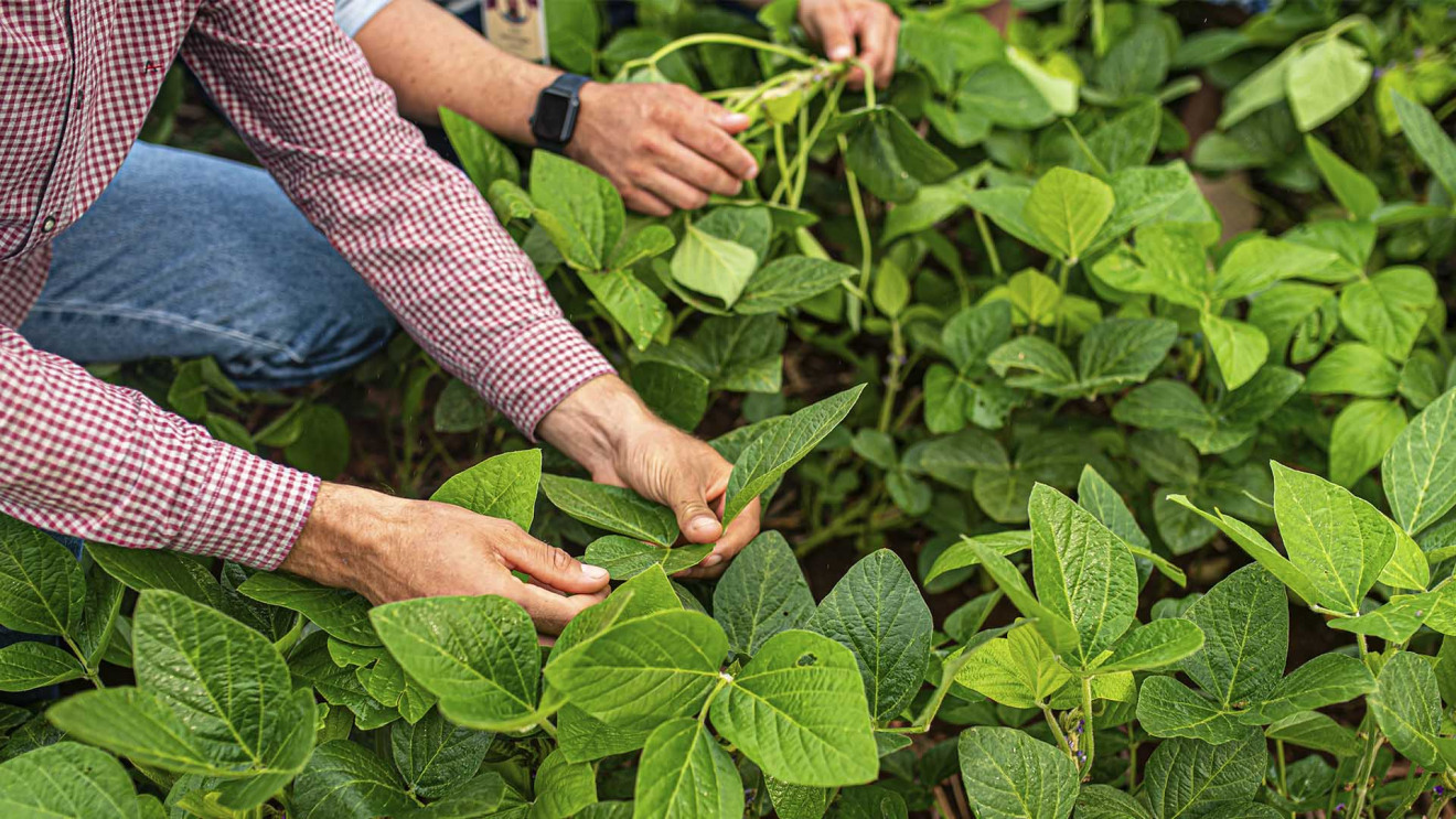 Plantação de soja em showroom da Agrotec no Paraguai