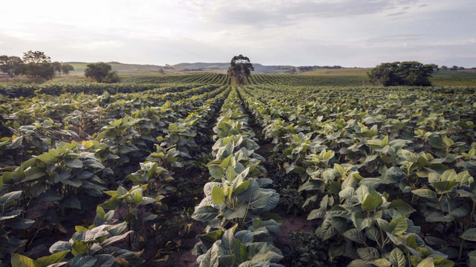 Syngenta Targets Brazil Biologicals Leadership Within Five Years