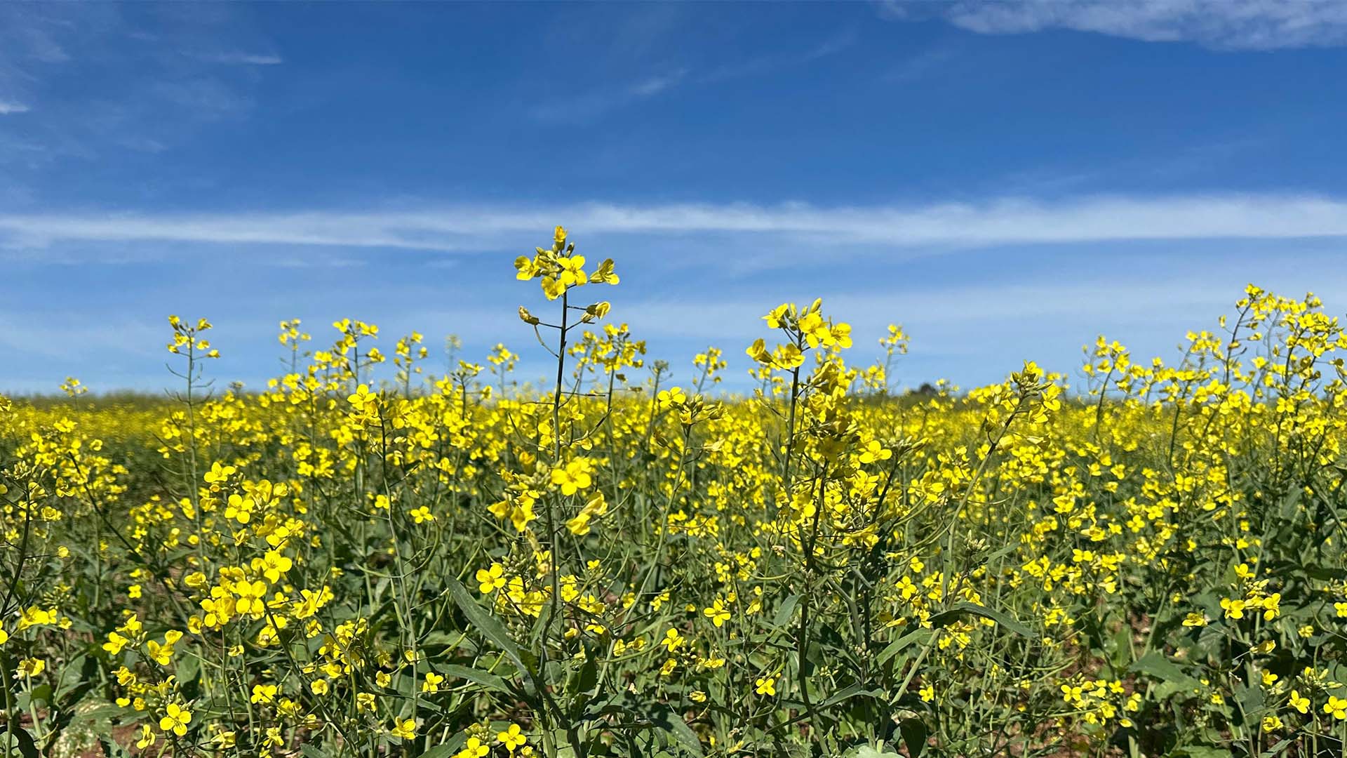 Por que a canola está ganhando as lavouras do Rio Grande do Sul