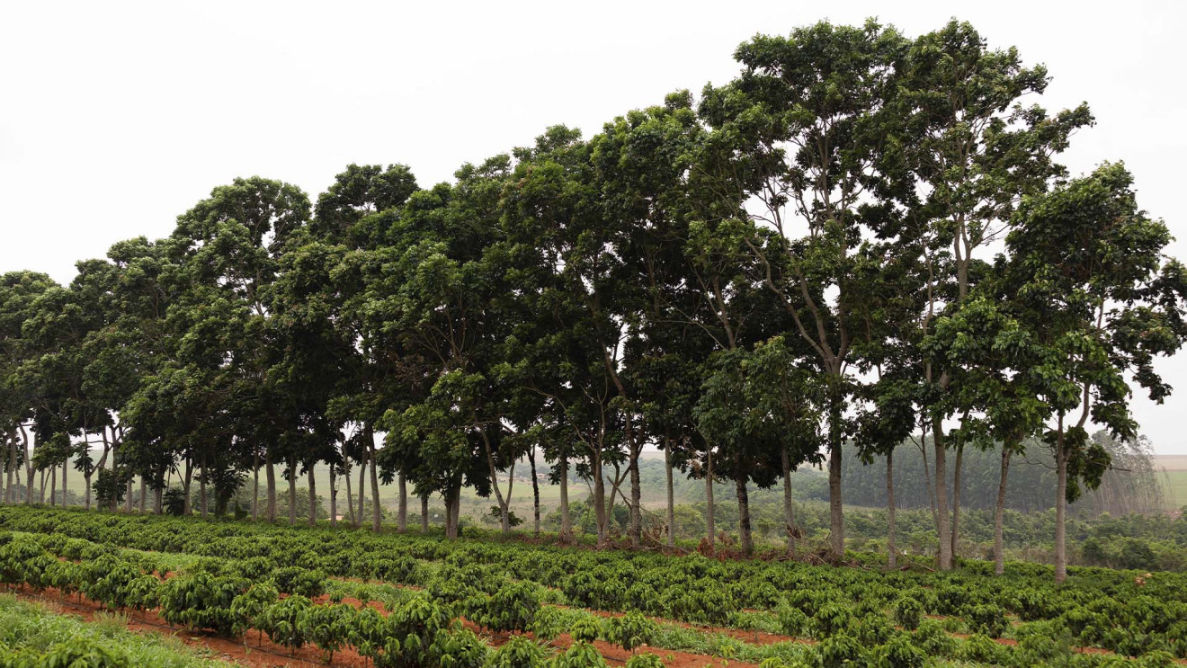 Café com mogno na Fazenda Londrina, em Monte Carmelo | Crédito: Divulgação