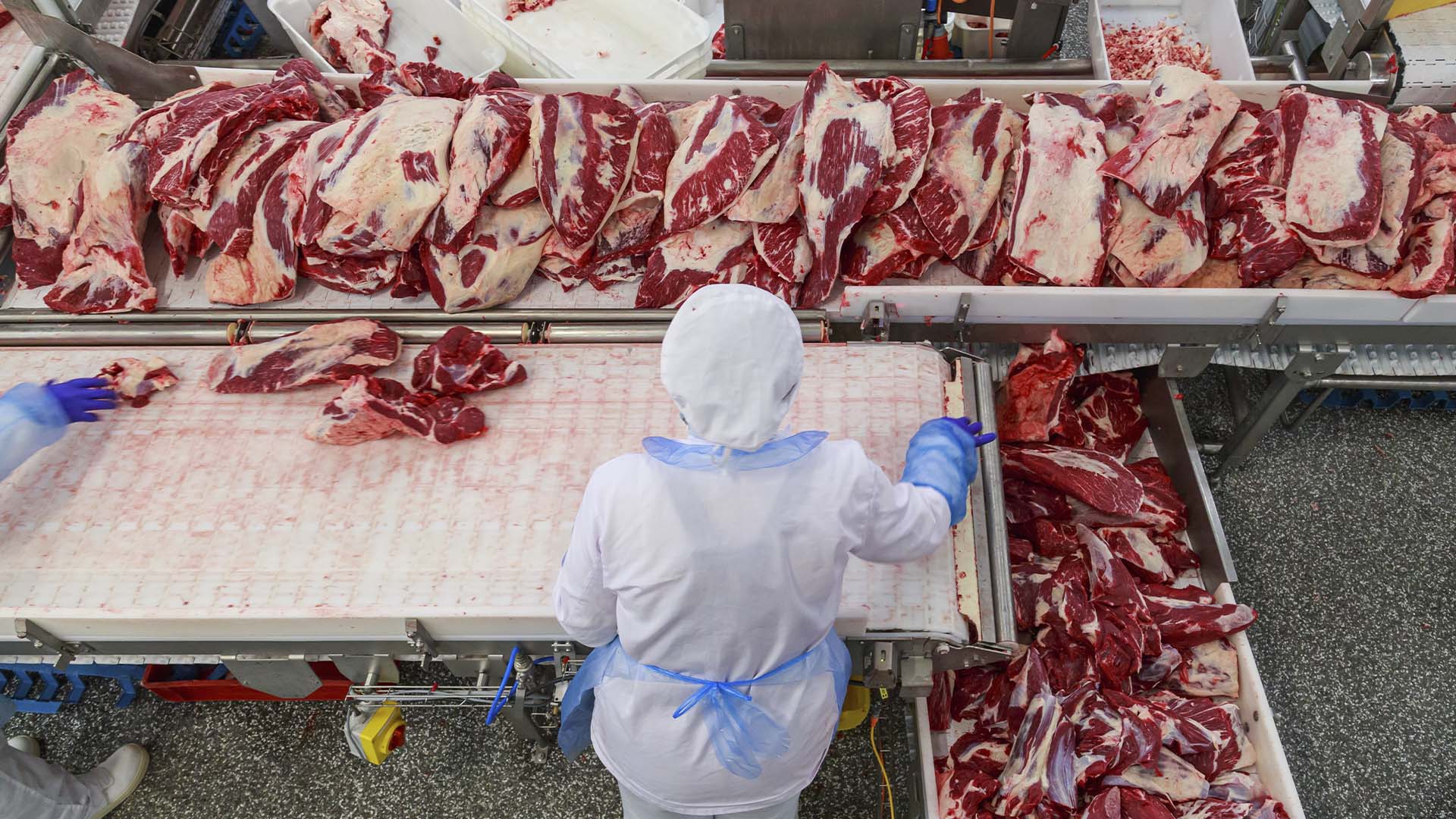 Topview da máquina transportadora com cortes primais de angus beef. Grande fábrica de carne com matadouro e linha de processamento | Schutterstock