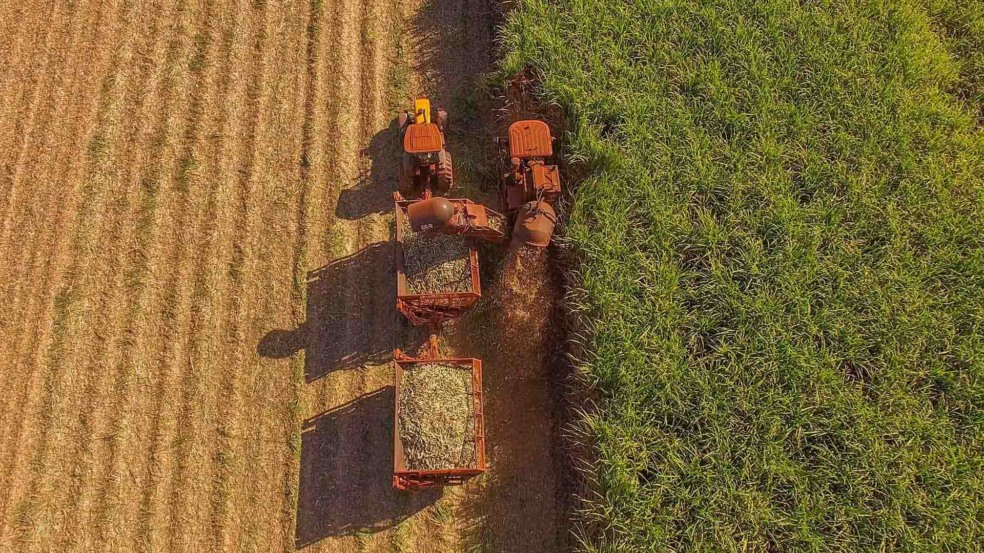 Produtividade da cana cai 6,5% até setembro, aponta CTC Produtividade da cana cai 6,5% até setembro, aponta CTC